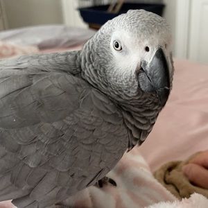 Meet your Posher, Nour